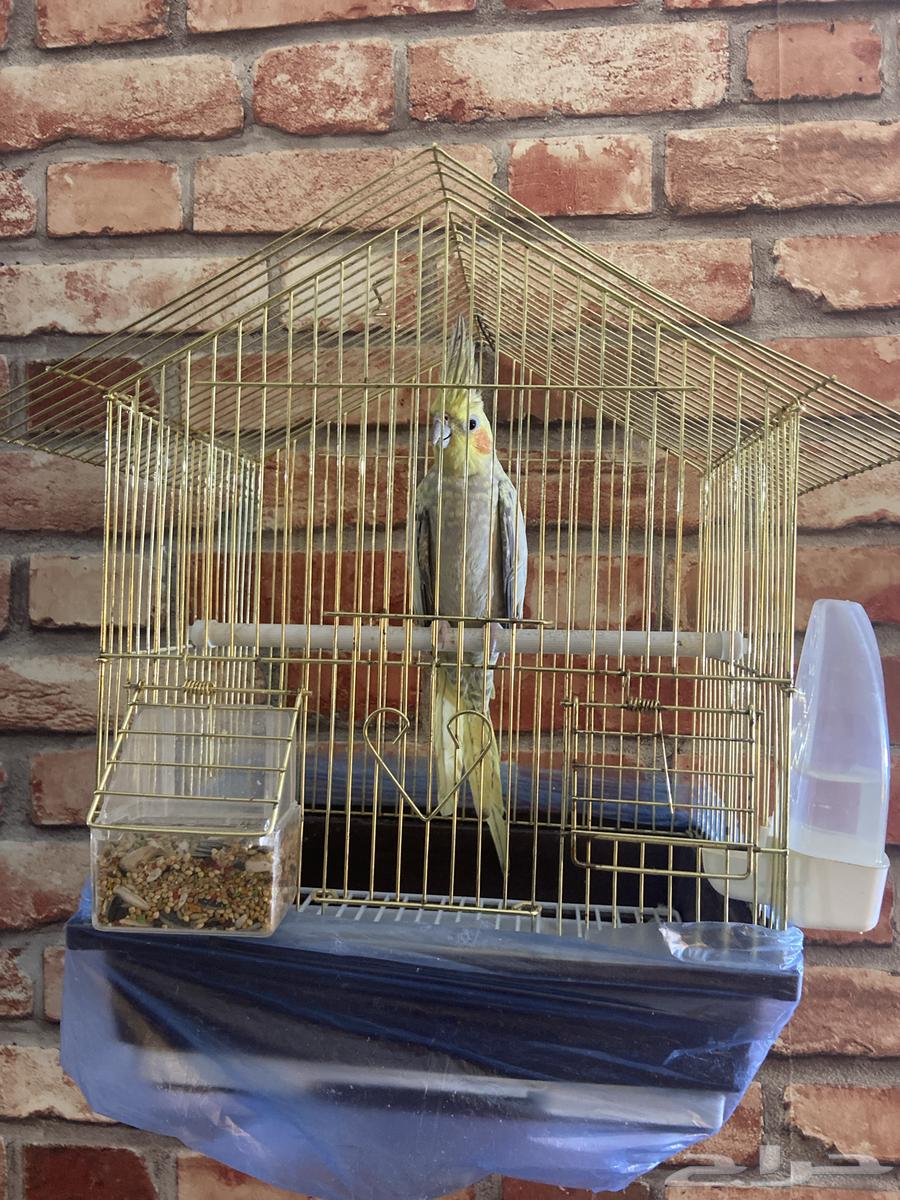 كروان للبيع64384910824322111