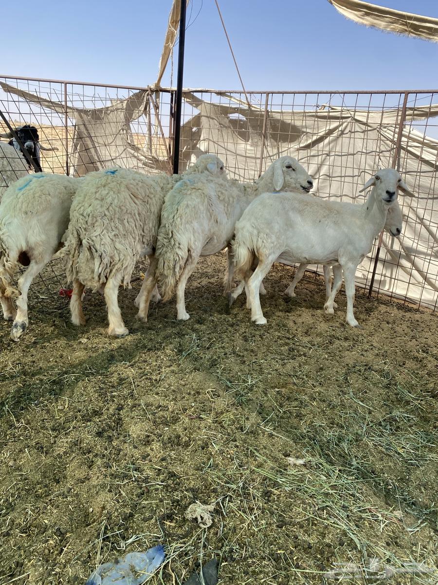 شياه حريات دفيع ومضاريع فحص سونار64381067961859113