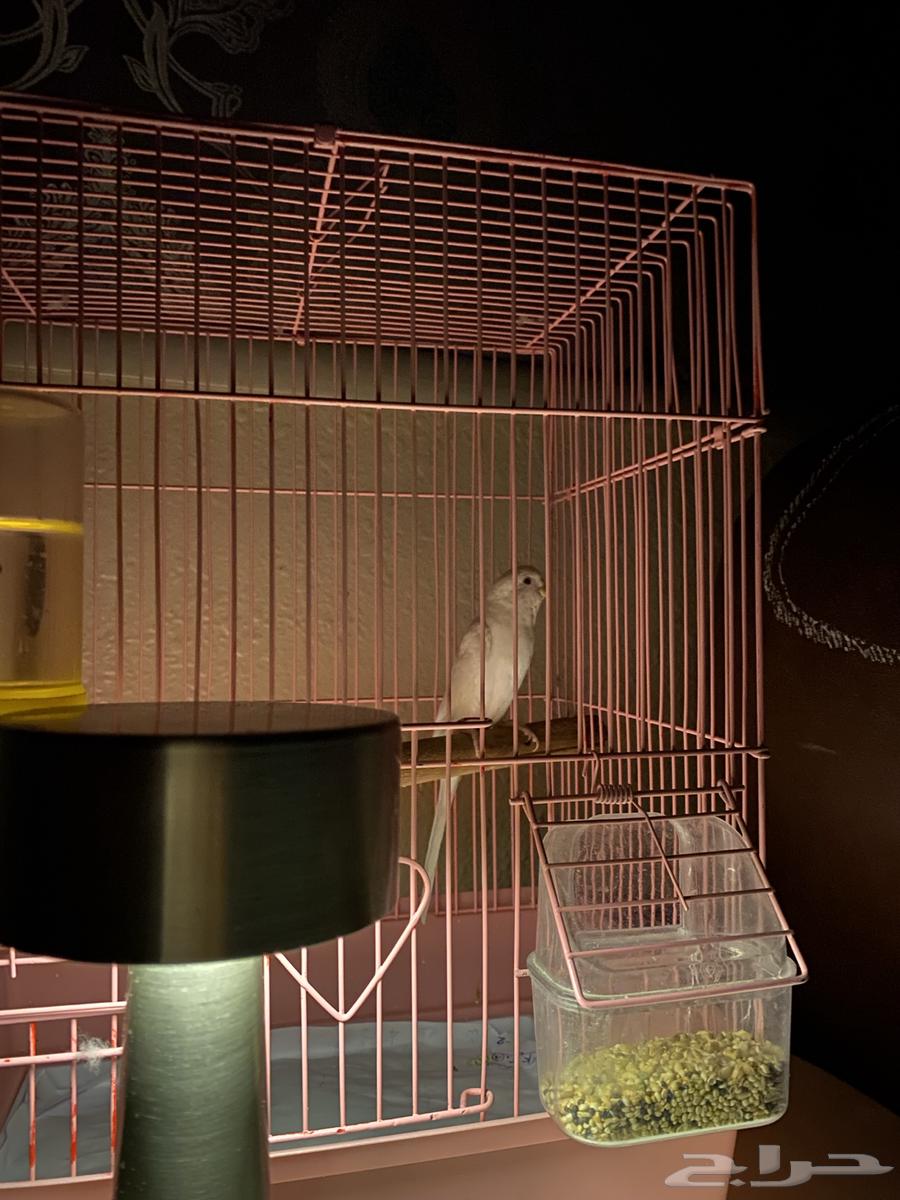 عصفور بادجي64380356671233110