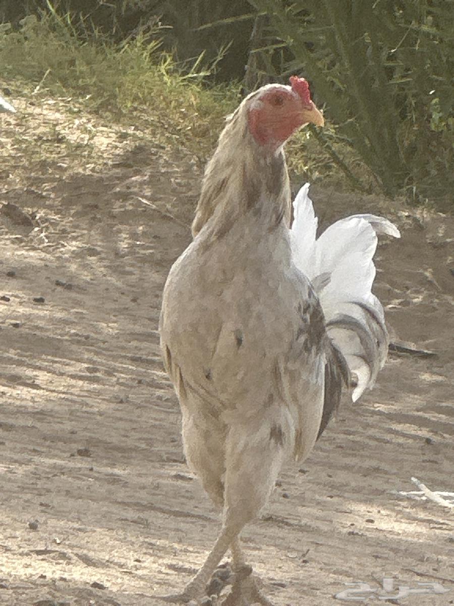 ديك شبابي كفوو حار للبيع64380168890115112