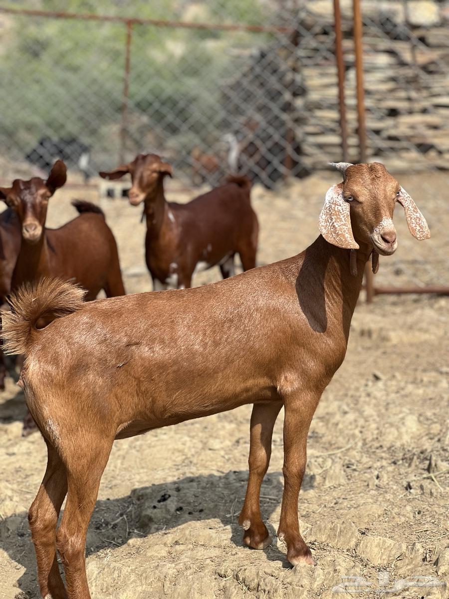 Jafar Dahim Dahim Establishment Marah64381013131778112