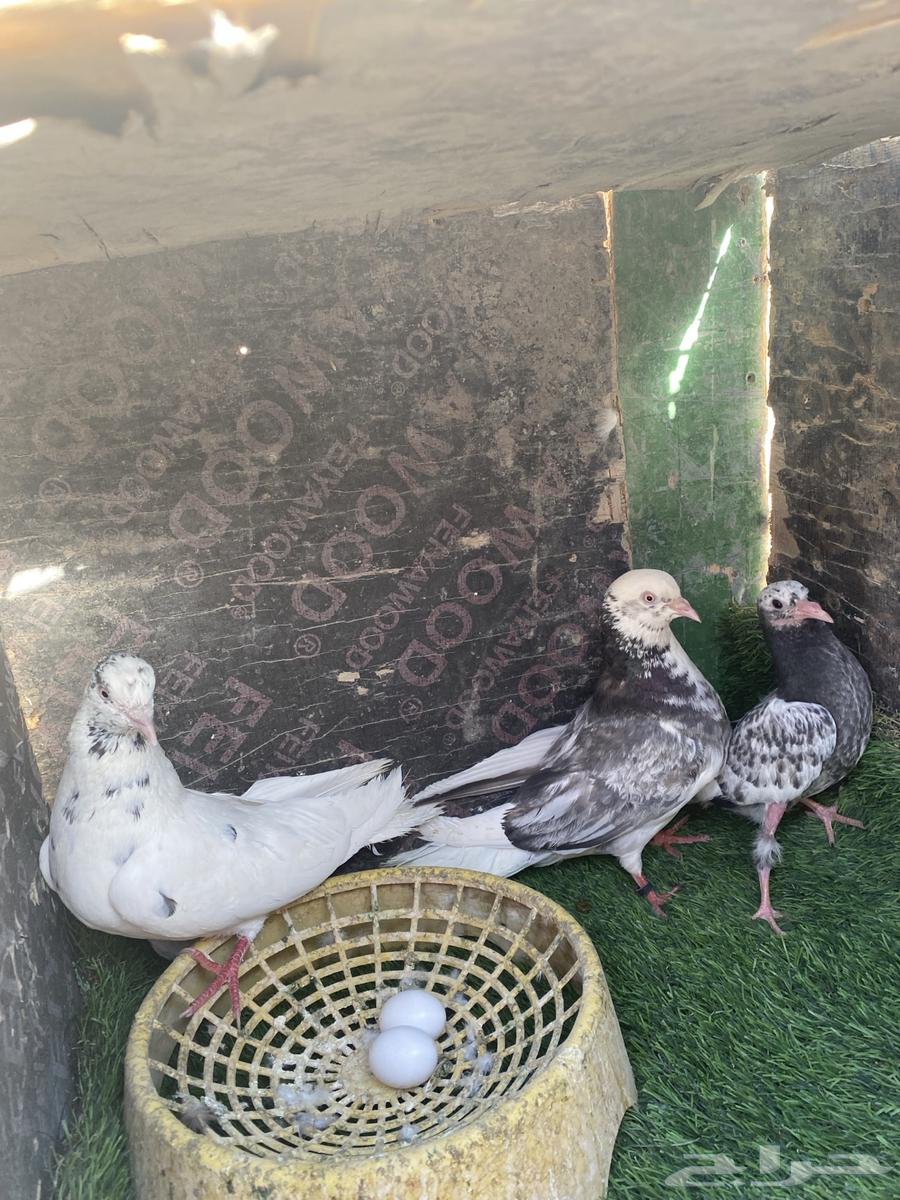 بسم الله الرحمن الرحيم اخوني حمام قطيفي للبيع أجوز انتاج64386808318467111