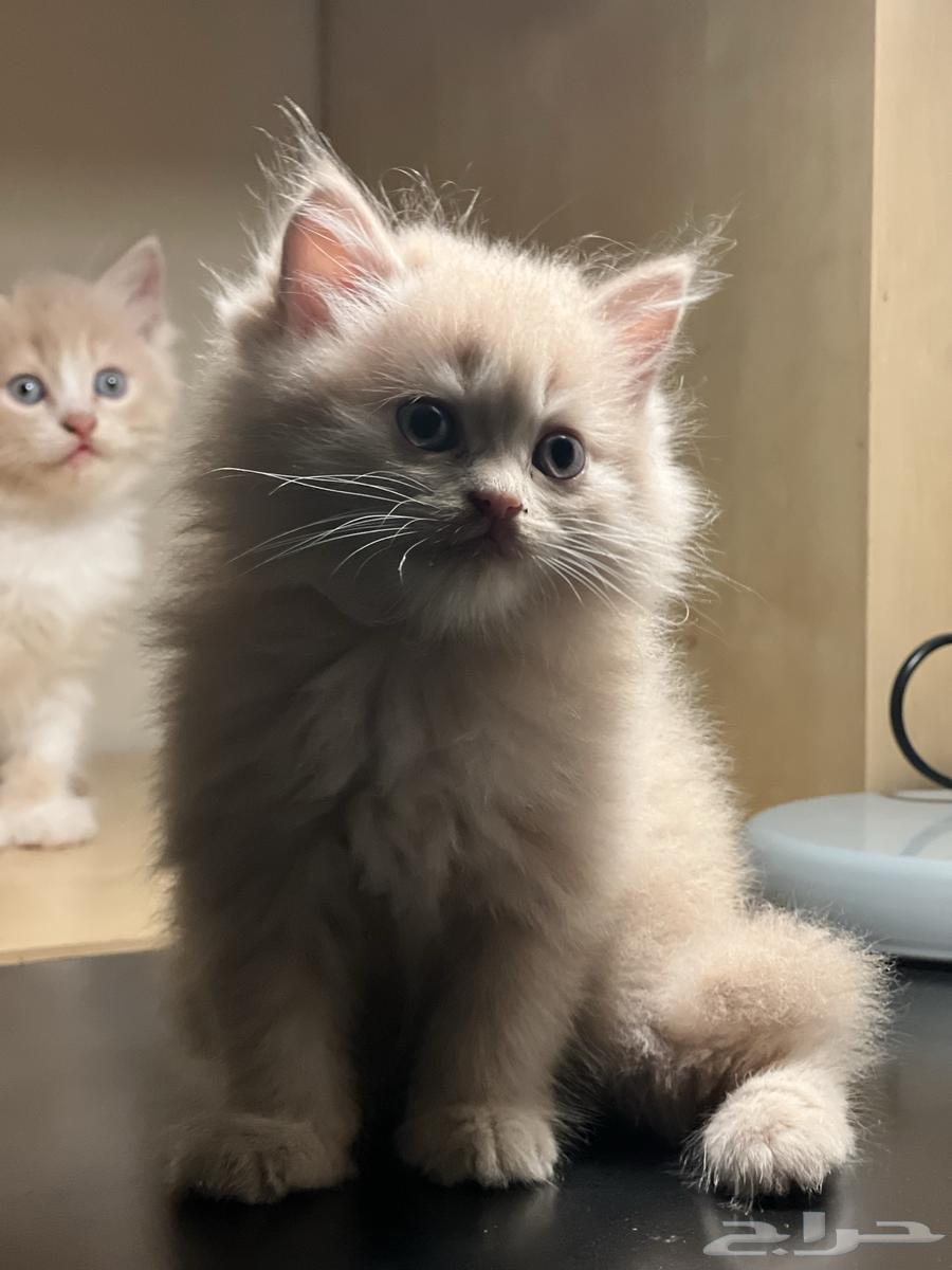 القطط الجميلة شيريازي للبيع64390651459075110