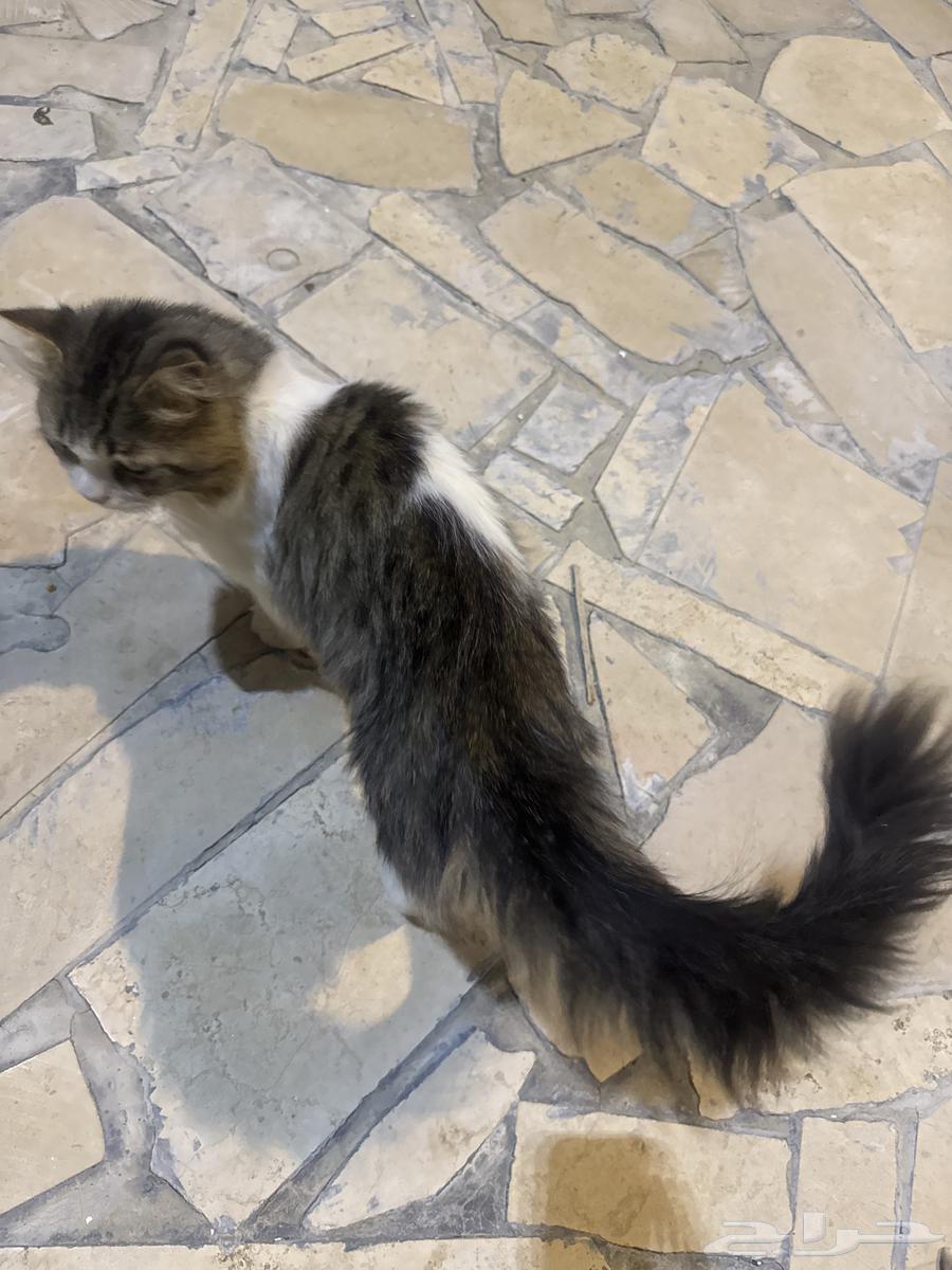 قطه للبيع64388798622977112