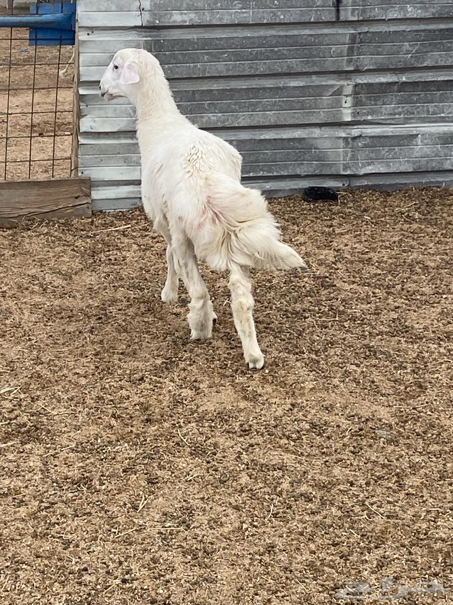 للبيع طلي64385621018115113