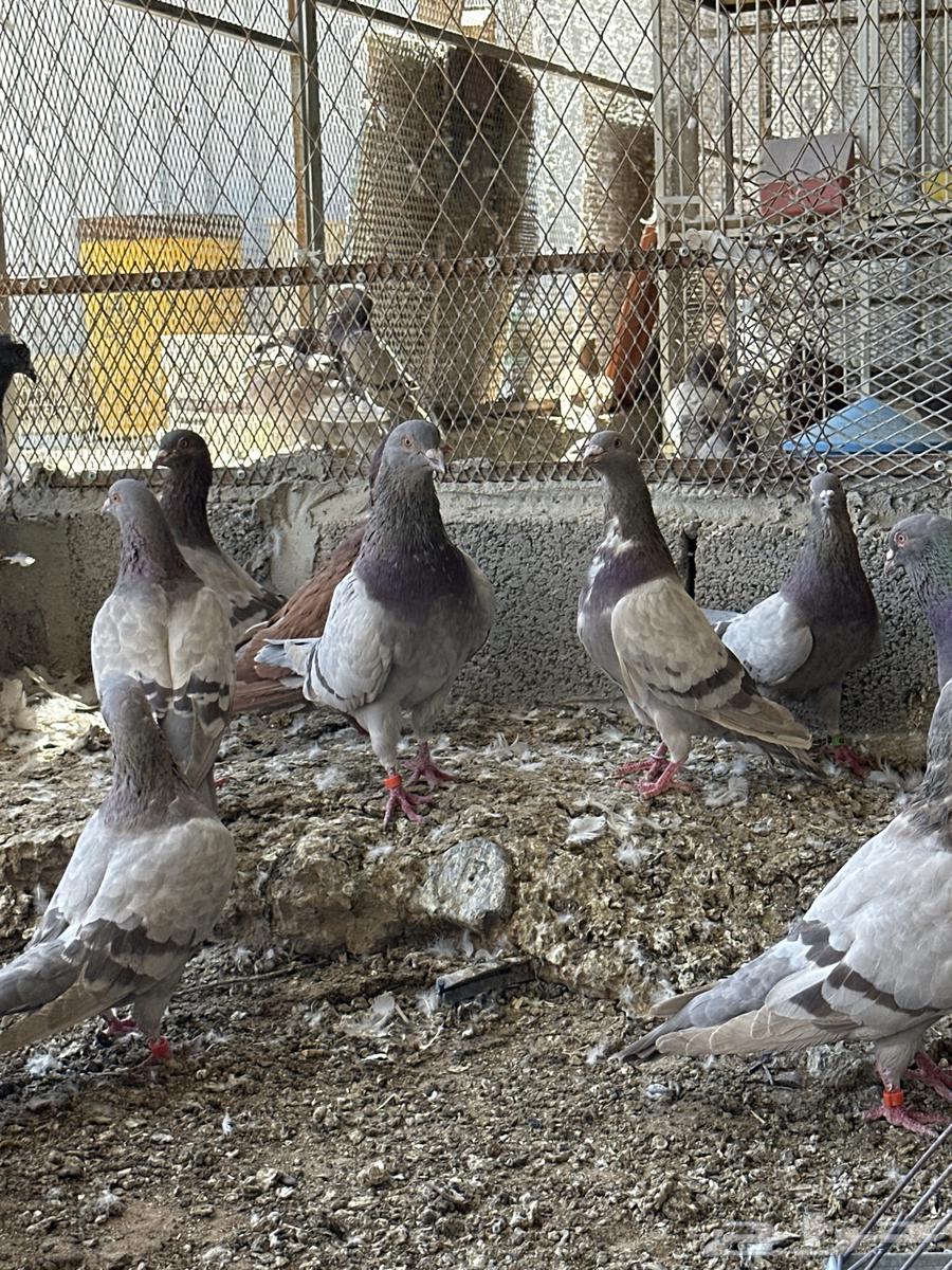 16 جوز فرنسي سلفر كله منتج64381397973249111