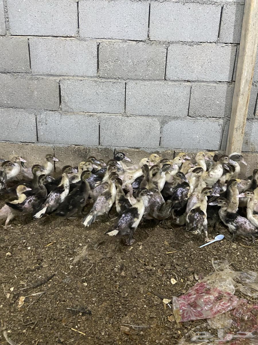 فروخ بط مصري بح64379414052354112