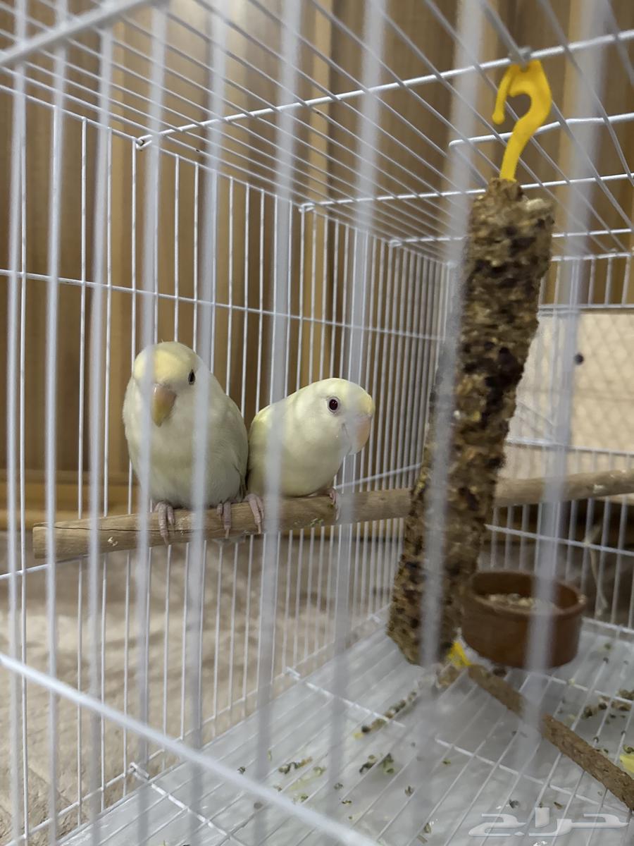 للبيع المستعجل روز عدد 264384703088769113