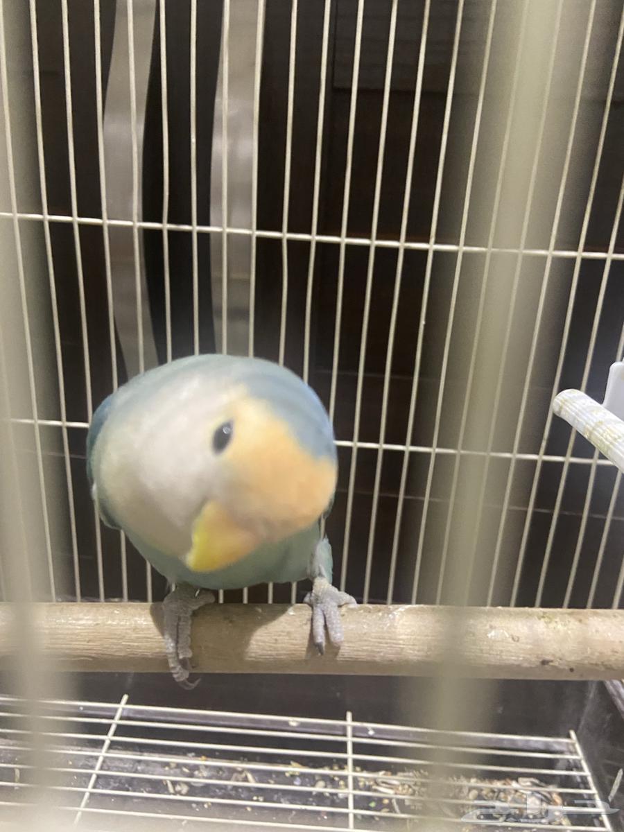 طير روز64386877846018113