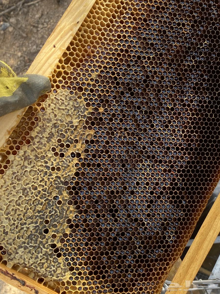 Ha'il Talh Honey and Athel Honey64386347035393110