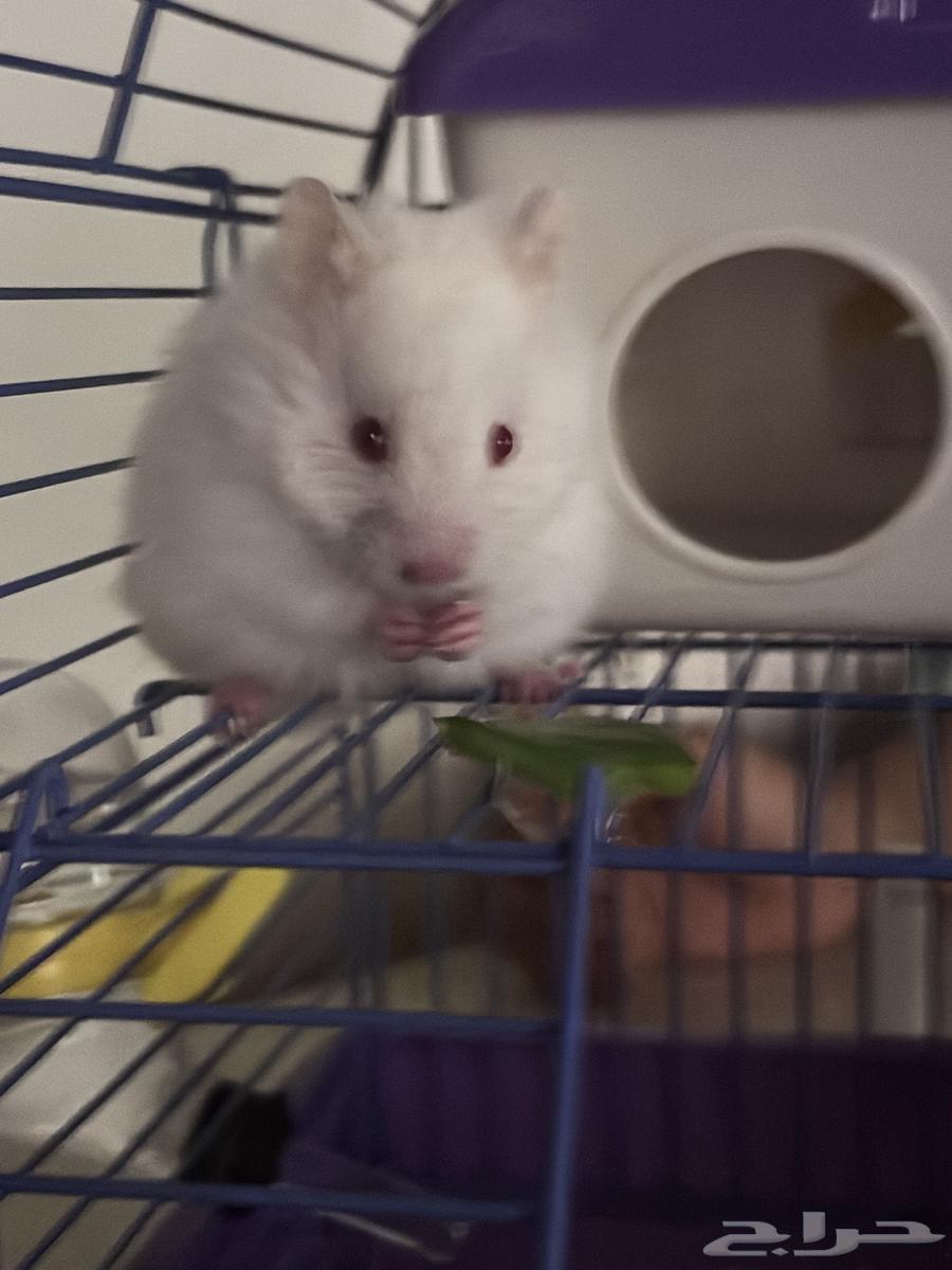 هامستر ذكر وأنثى صحتهم زينه (اول منيجي يجي ياخذ بسعر يبيه64384883593217112