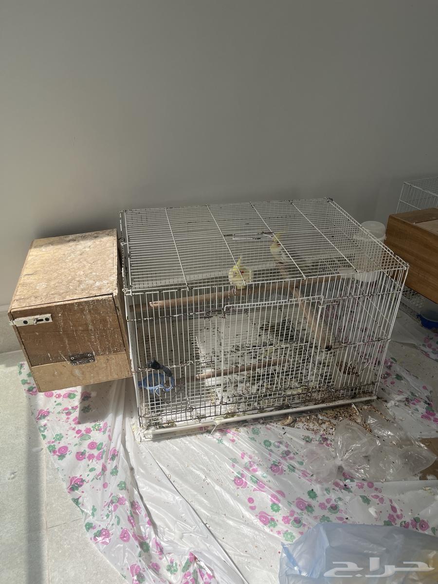 جوز كروان منتج64383358429571111