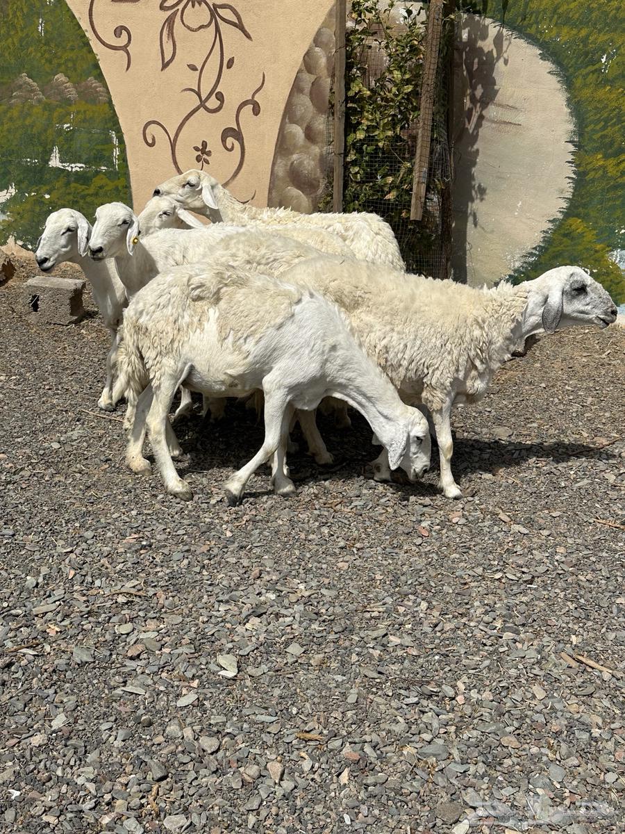 ضأن حريات دفيع وضريع باين64381410952707110