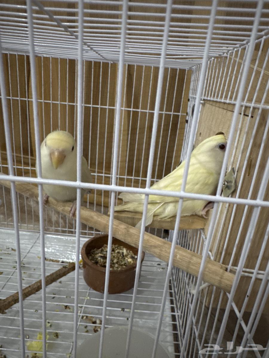 للبيع المستعجل روز عدد 264384703088769110