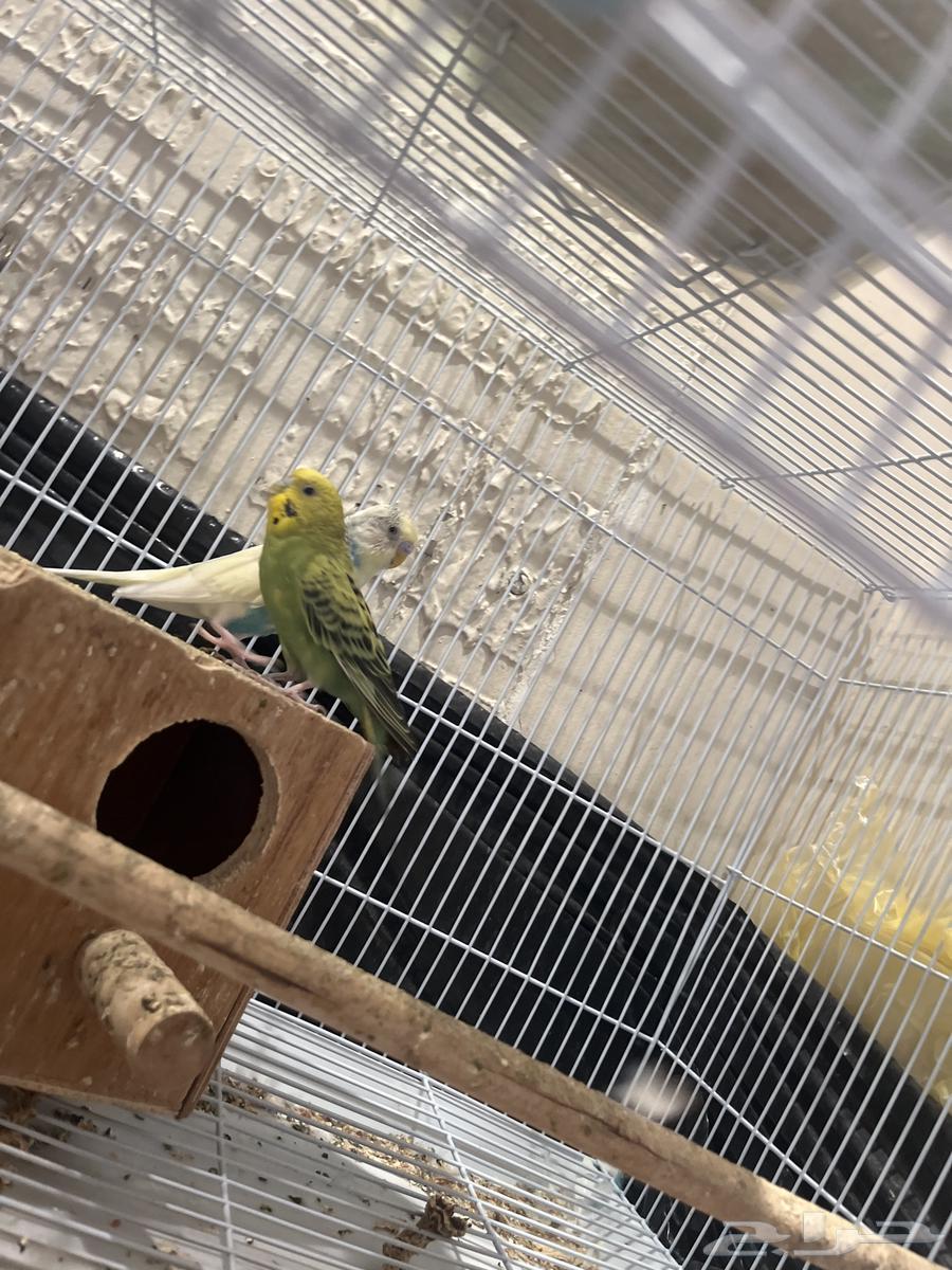 عصفورين مايموتون ماشاء الله   الابيض عمره 4 سنين   الاخضر264386978957315111