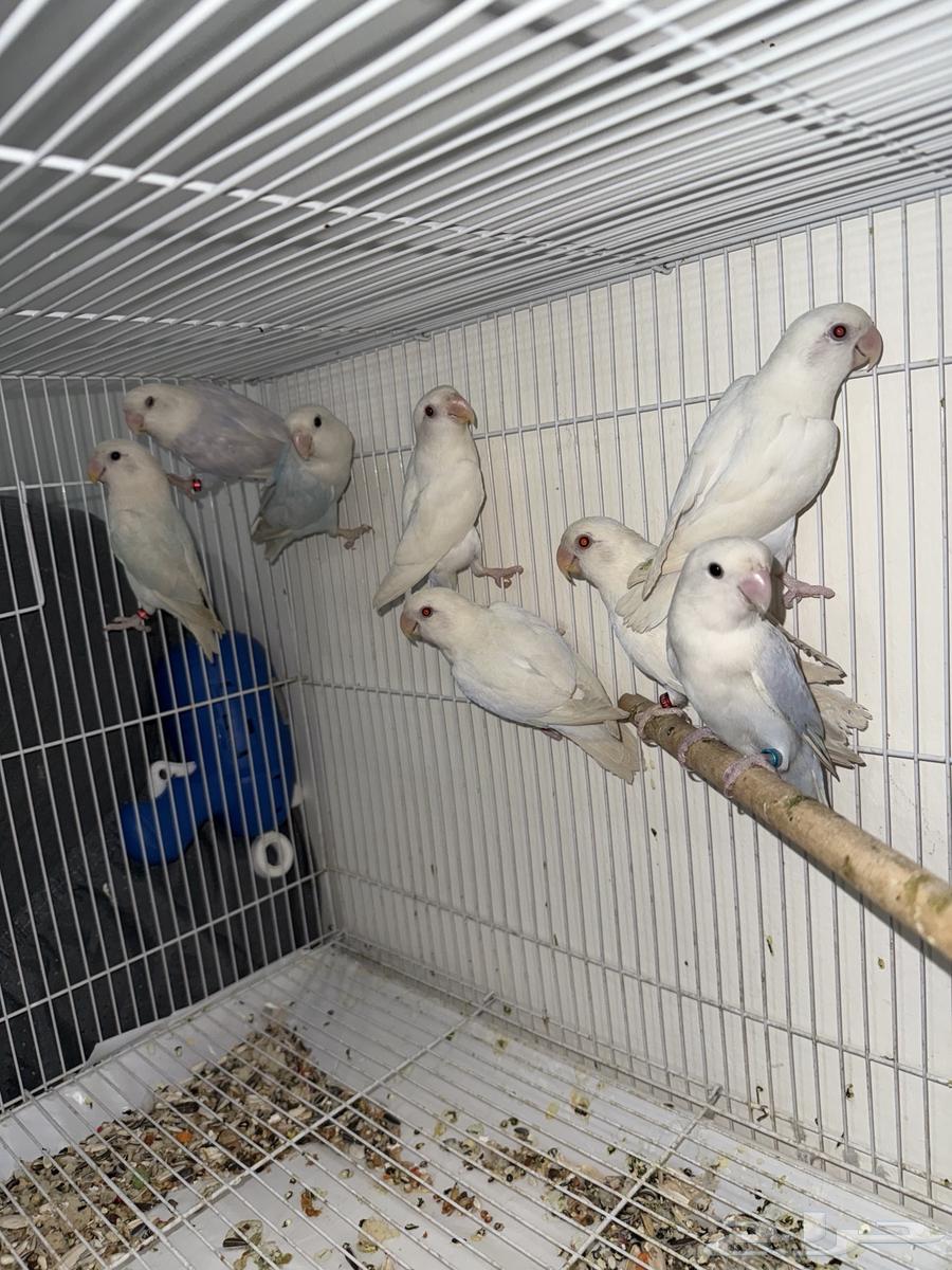 أجواز روز محلله DNA64377652251009114