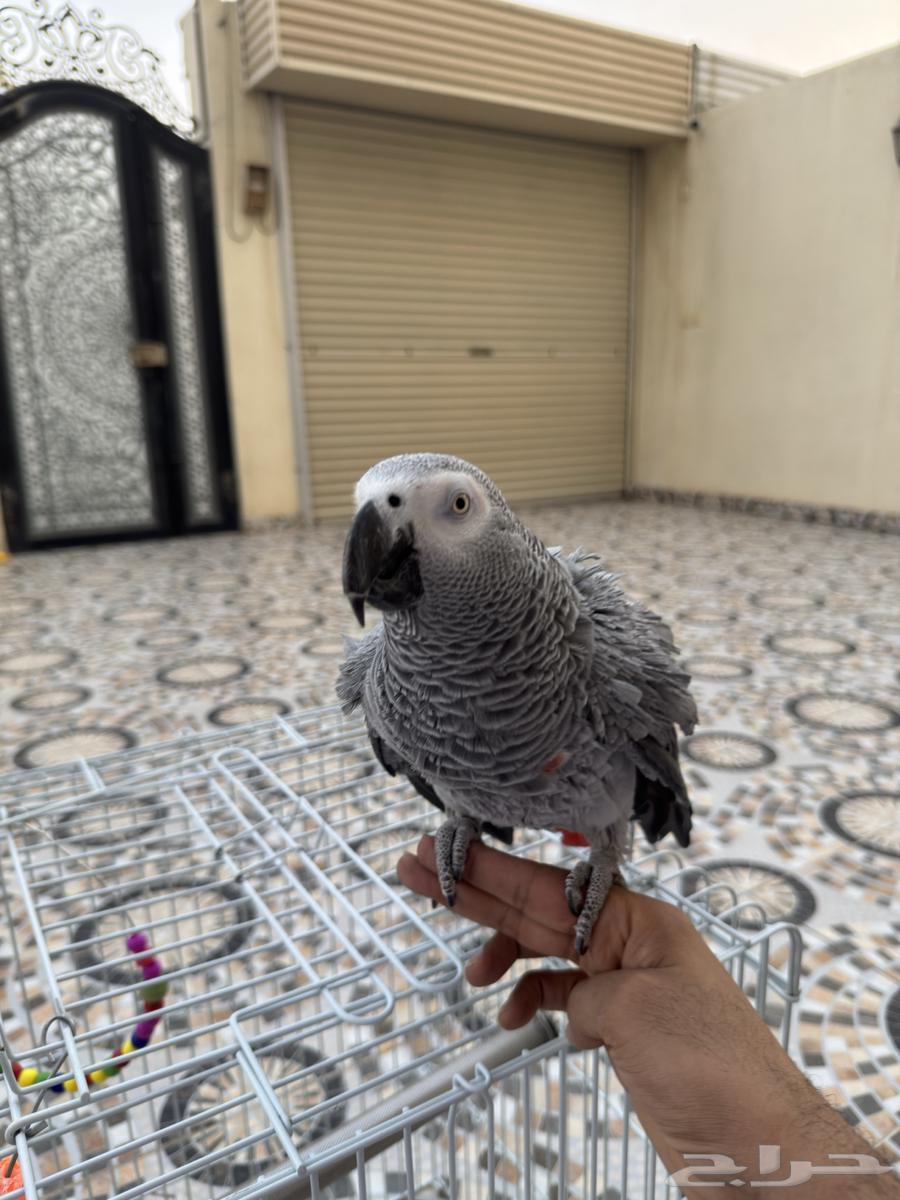 Alif Mutation Helmet64381328509058111