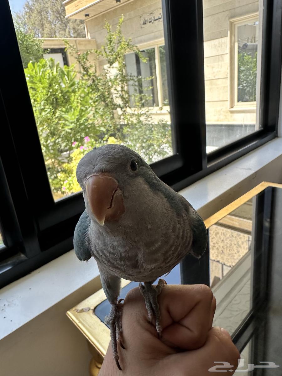 طير الكويكر اليف64381507940738111