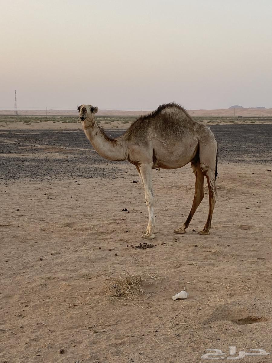 Extended sitting64379891373313112