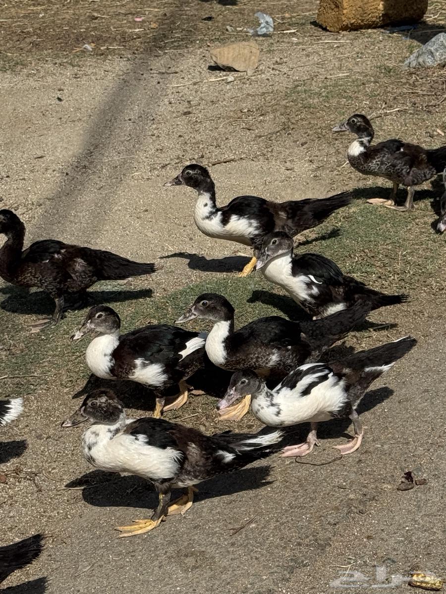 بط مصري ممتاز64381548260226113