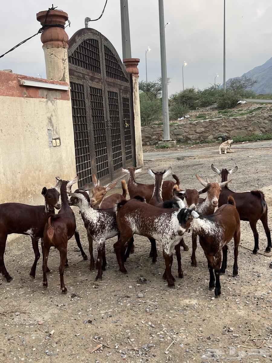 Jafar and Shah Dham Establishment Marah64382390607235112