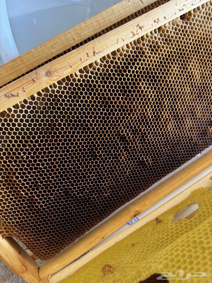 براويز نحل ممطوط64383898895619111