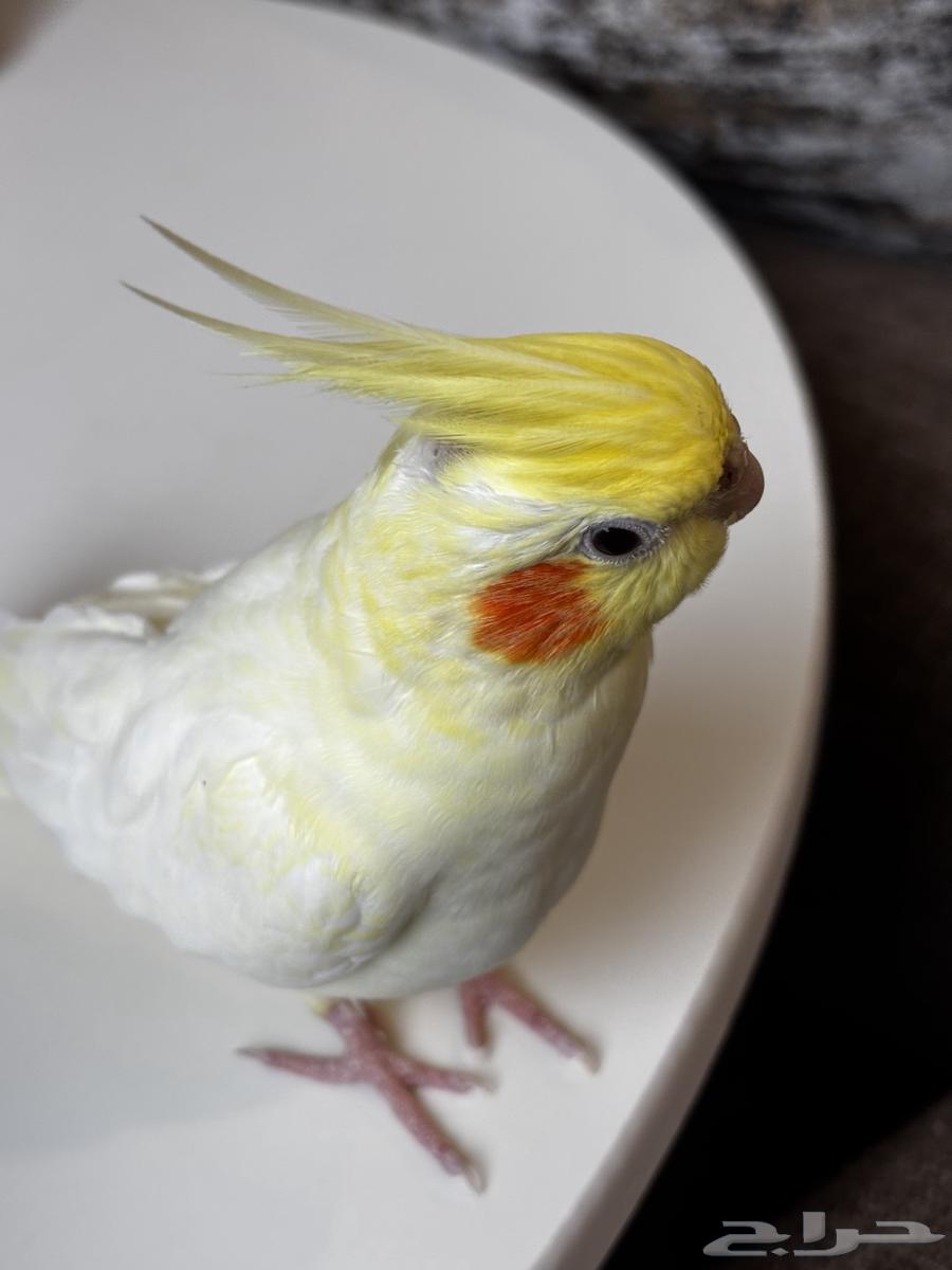 انثى كروان لاتينو اليفه64387676394881112