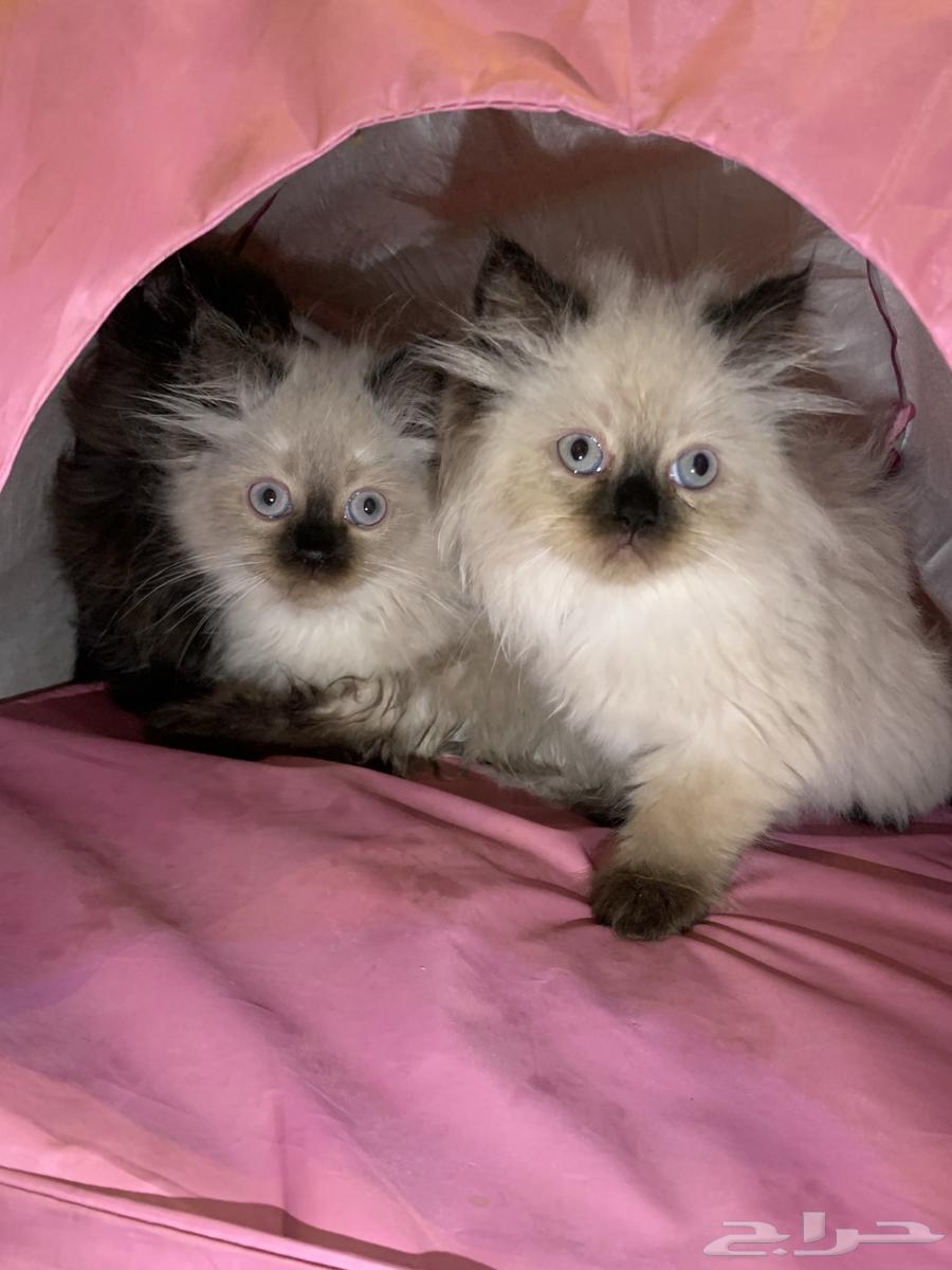 للبيع قطط همالايا   شيزاري64382611020802113