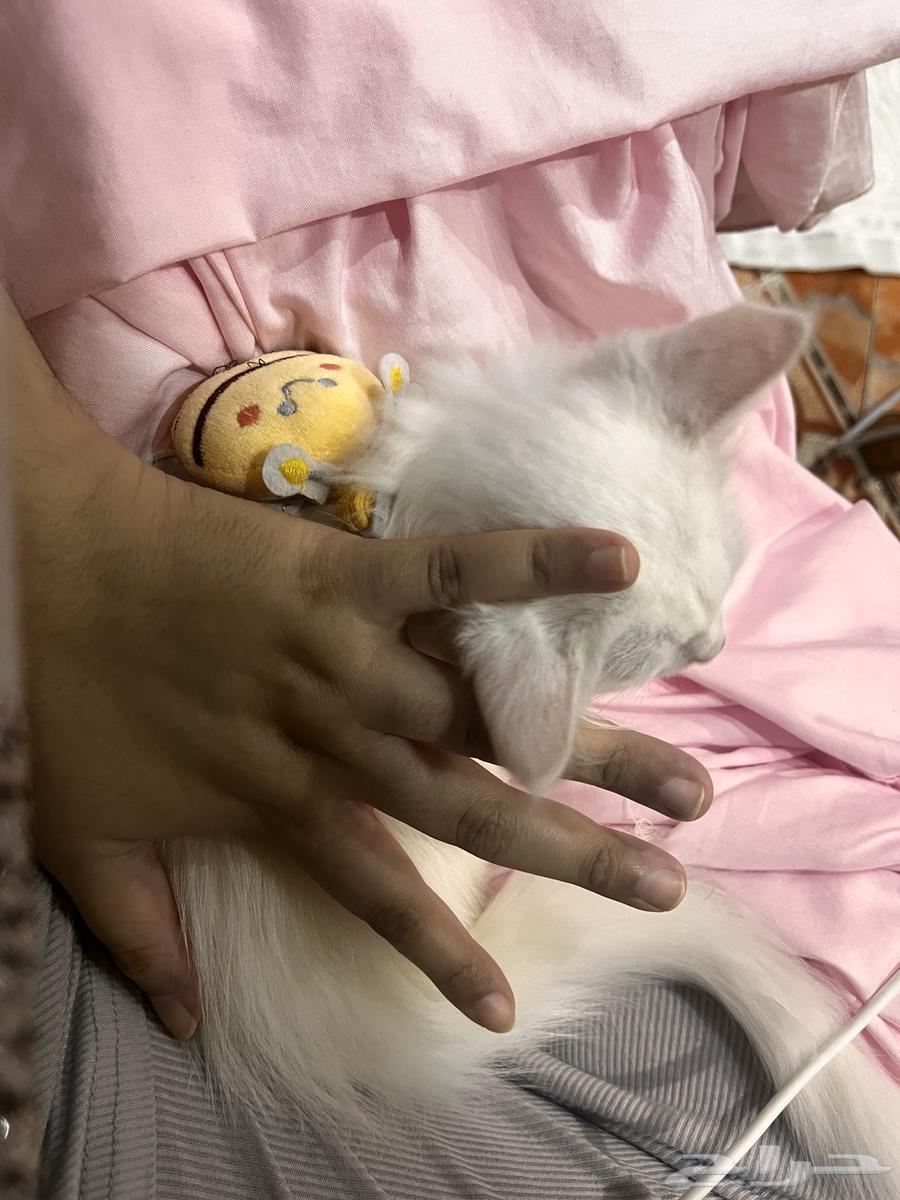 قط شيرازي صغير كتن للبيع64385705196930112