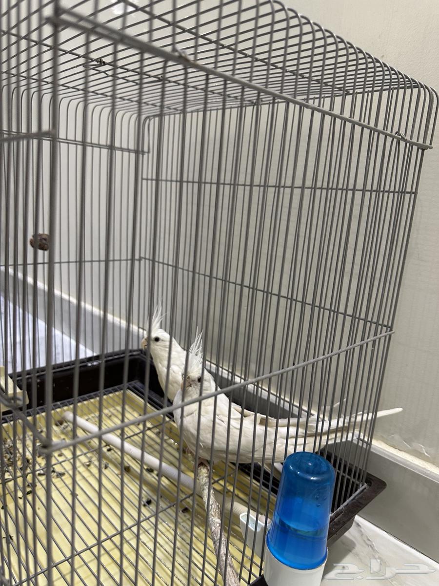 جوز كروان البينو64386543266691111