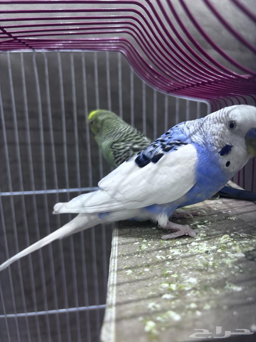 جوز طيور الحب بادجي64382349058691110