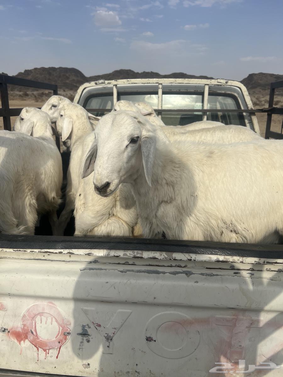 Sheep64381684956547112