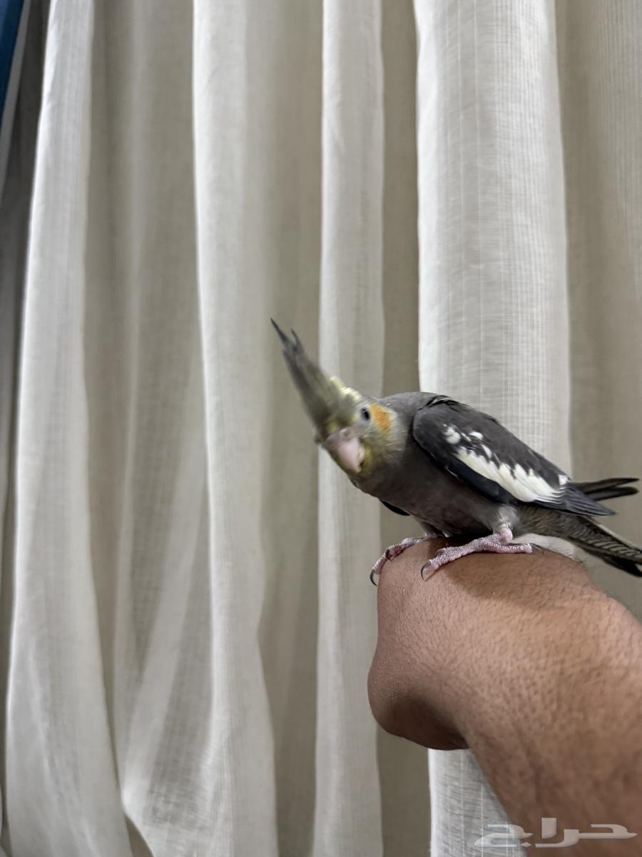 كروان للبيع64383455483521111