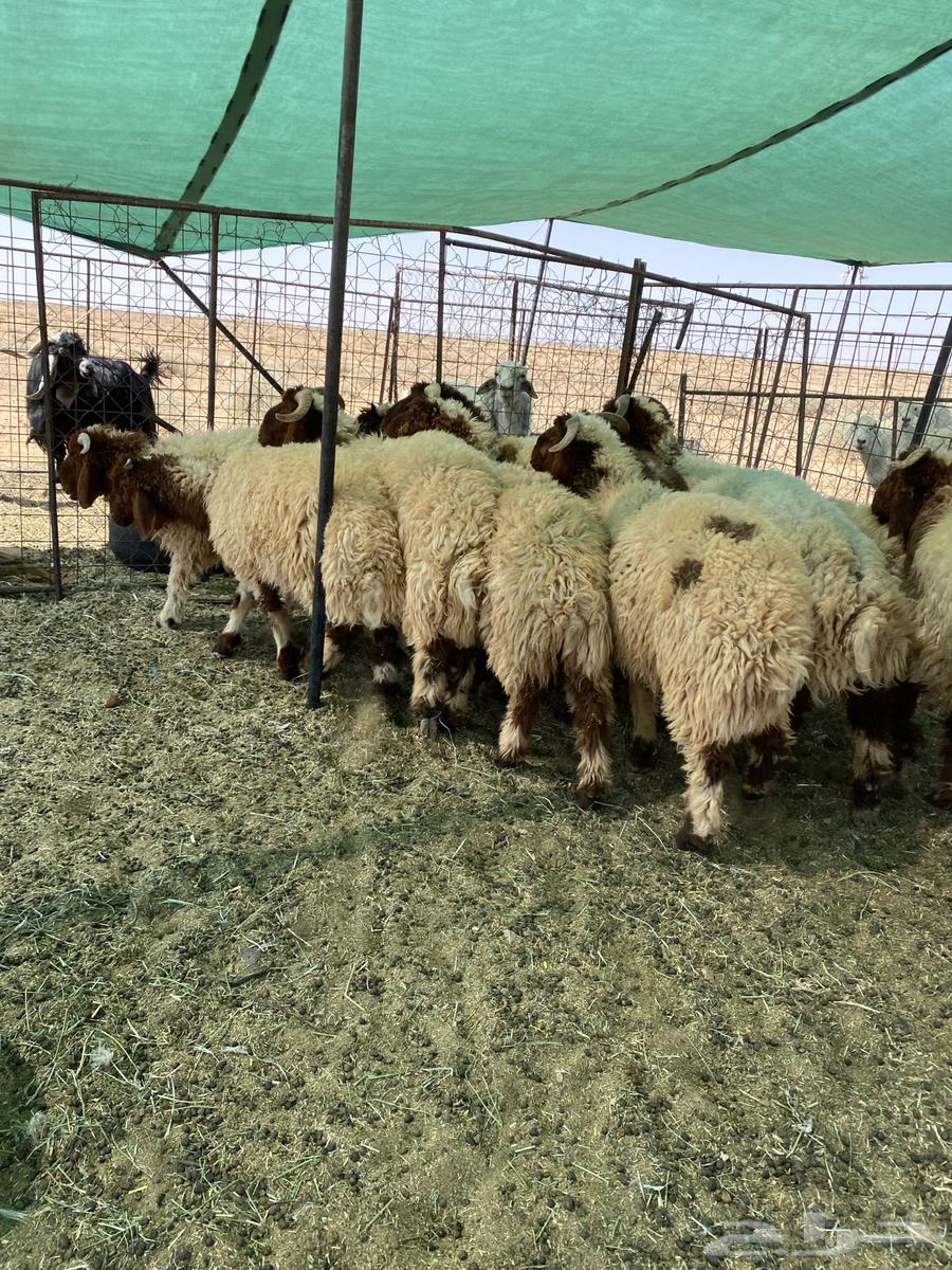 بهم نعيم جبر جذعان مراح واحد64386416988547111