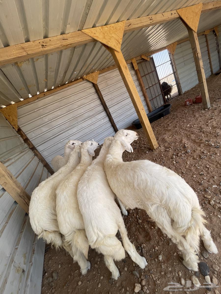 خرفان حري نظيف وطيب64381864459907114