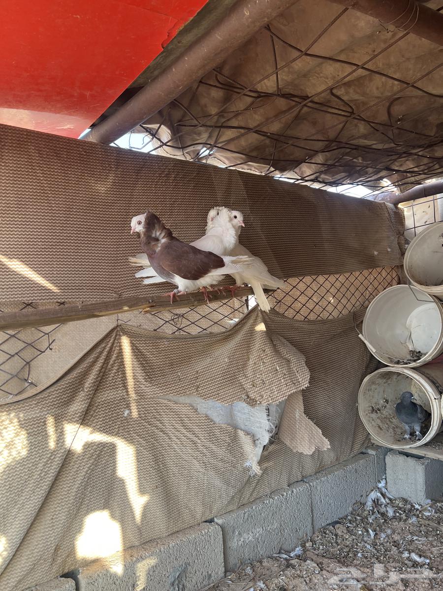 حمام للبيع64386585122562111