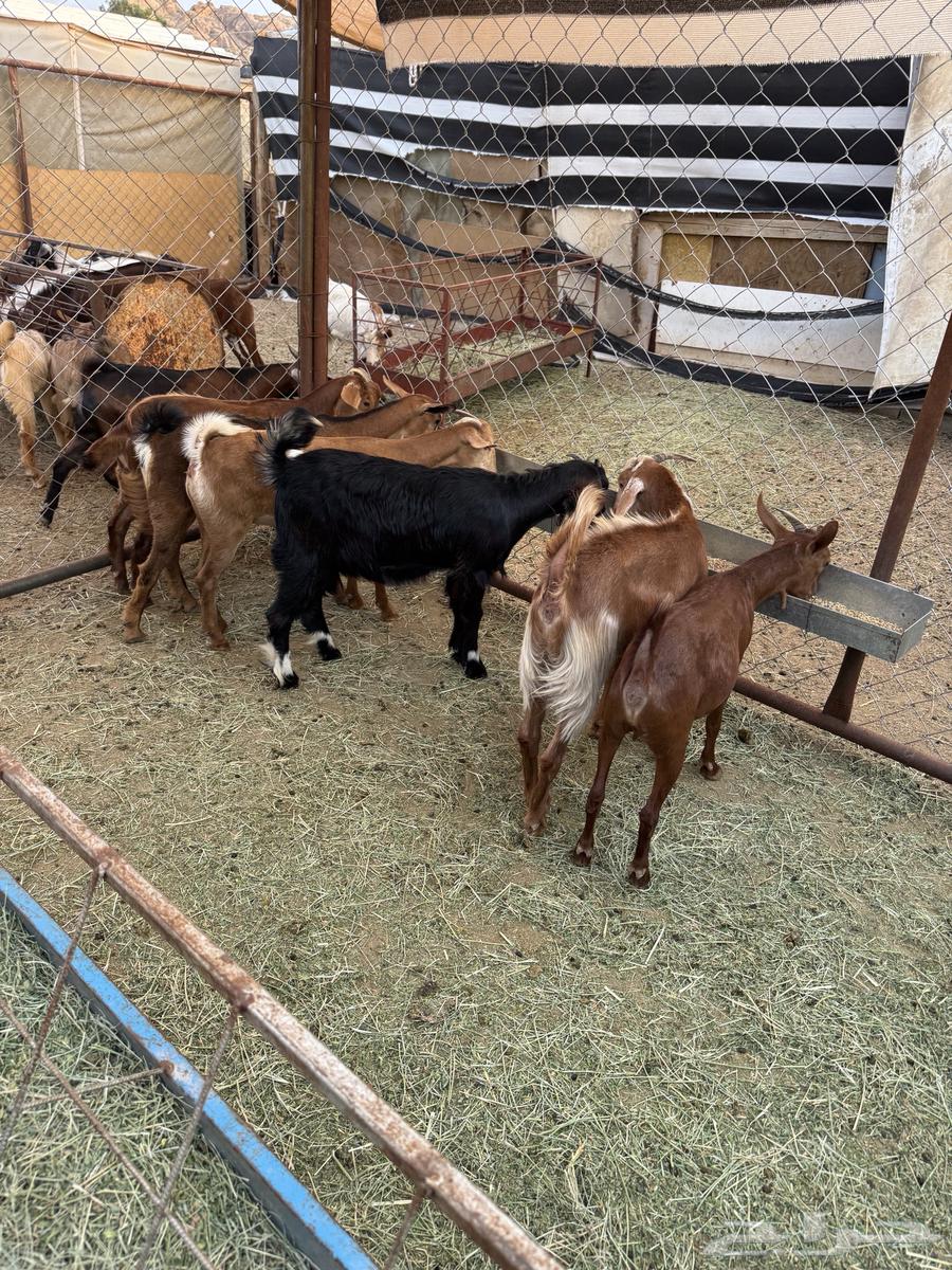 عنقان ذبايح او تربيه64384396565762112