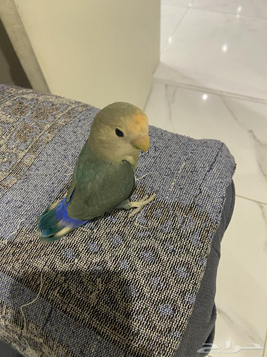 طير روز64386877846018112