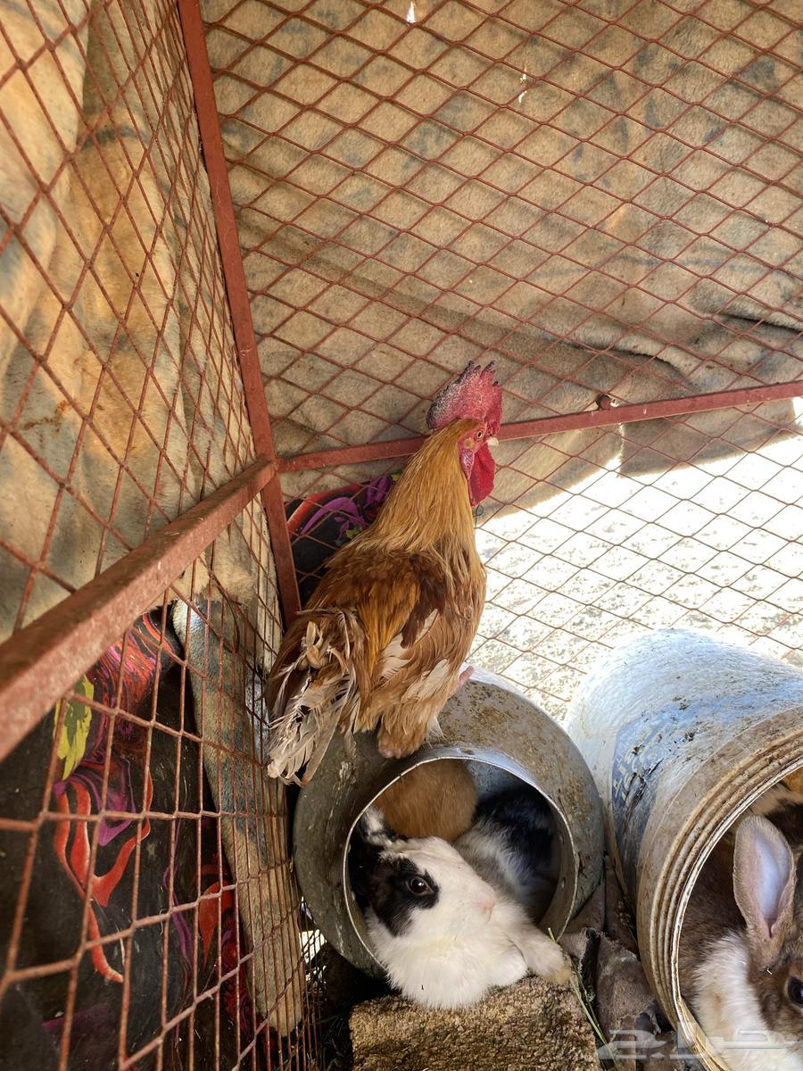 ديك بلدي64380227256450111