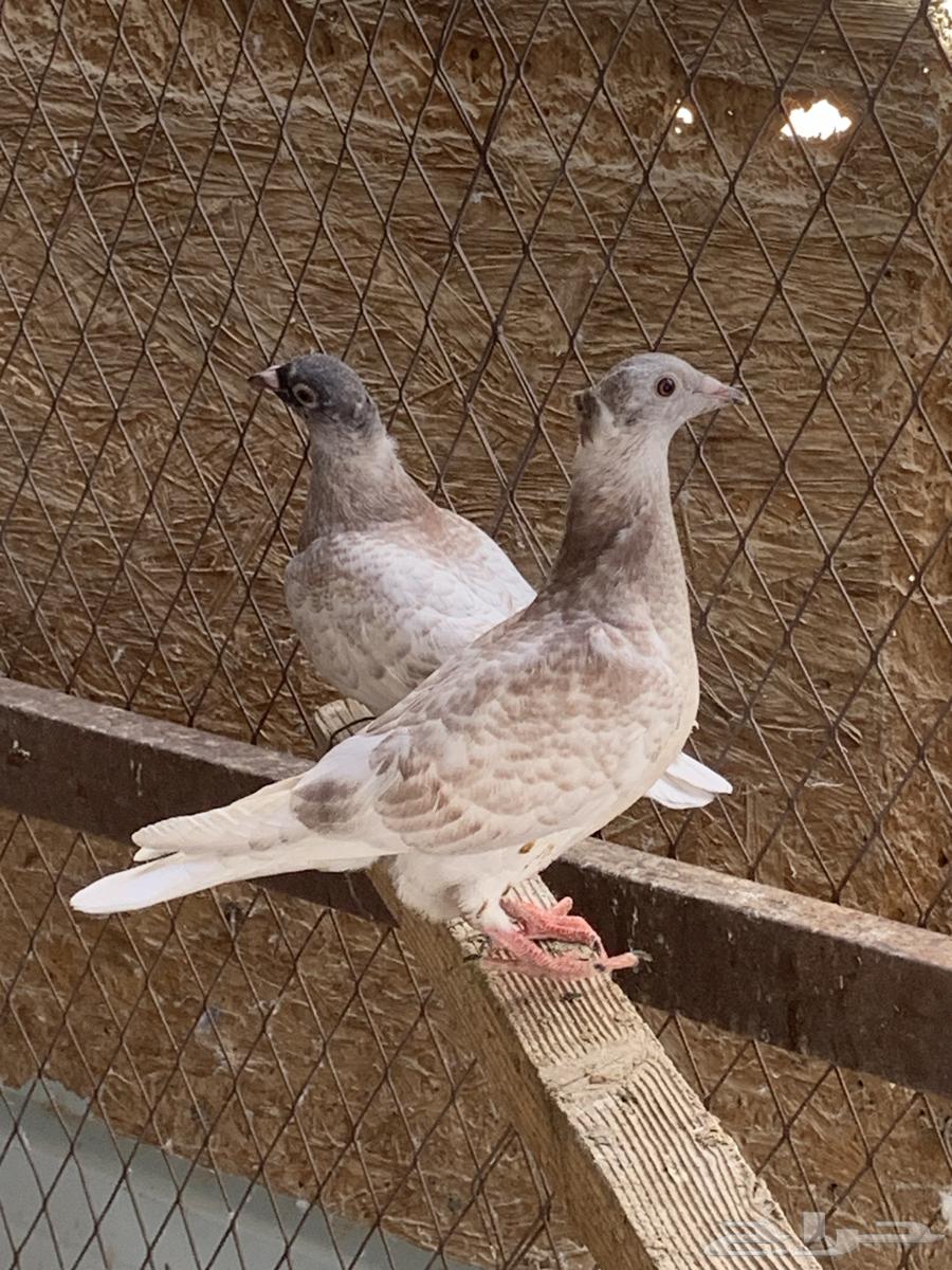 زاجل مميز للبيع ( طبات )64381588955778111