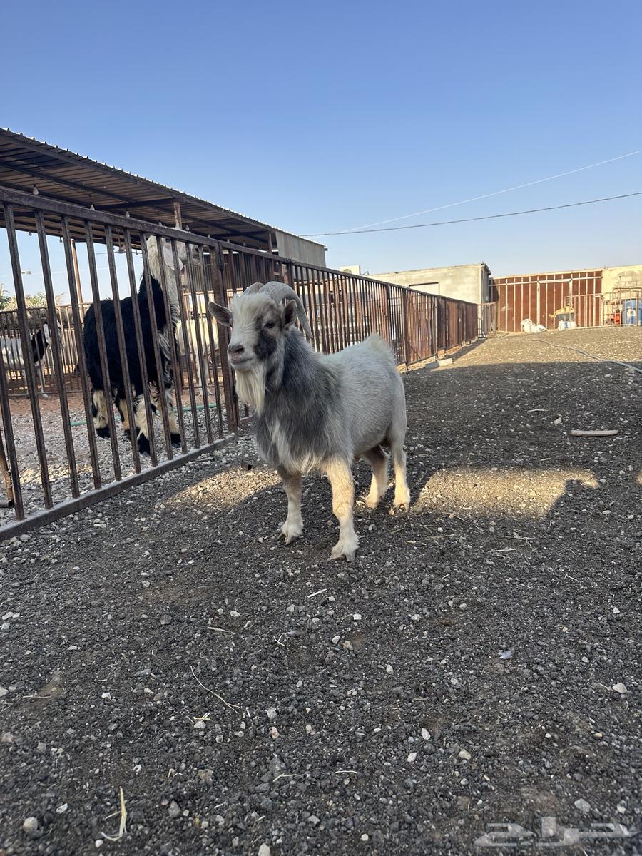 Dwarf Goats Thneian64386473192450113