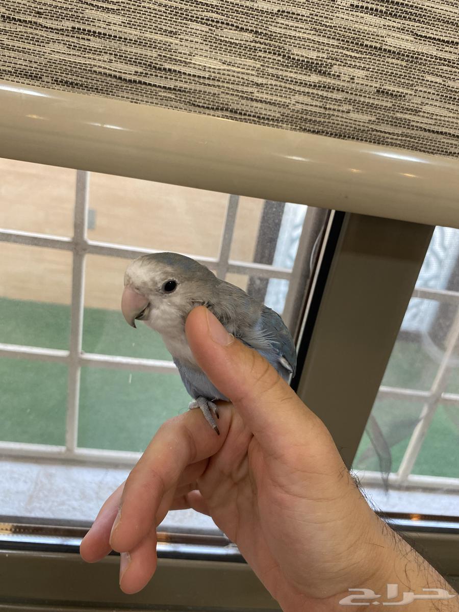 للبيع روز اليف هدد متكلم يقول تعال ويبوس64383011366659112