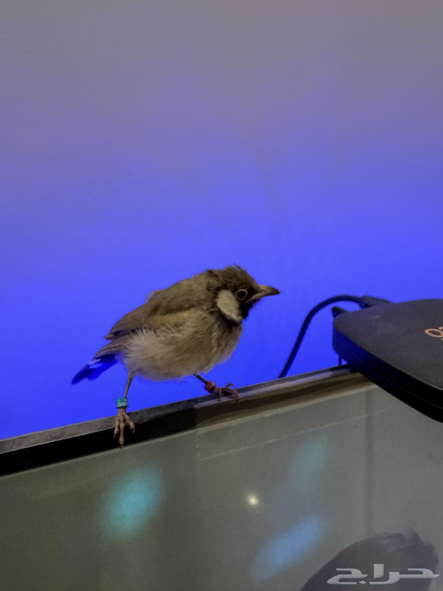 للبيع فرخ بلبل حساوي64377637670274111