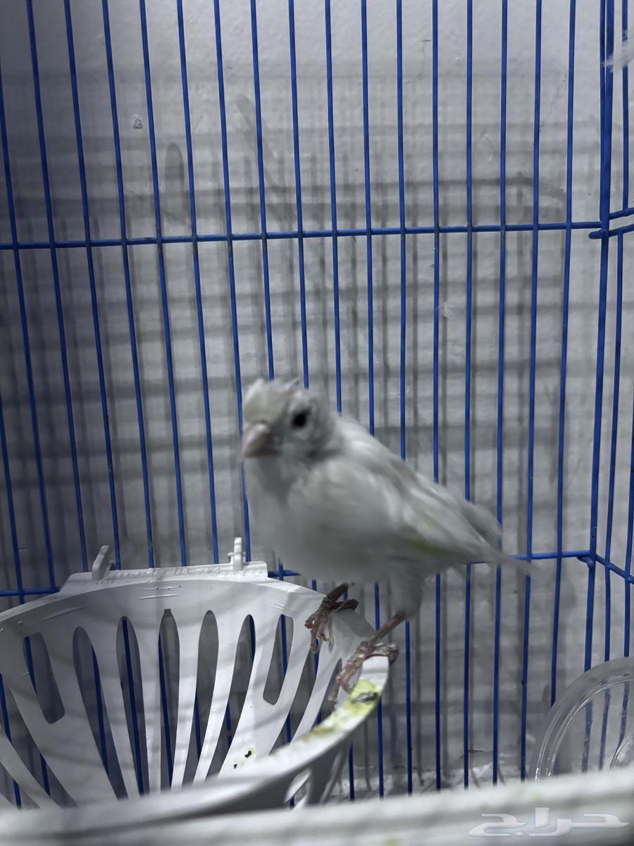انثى كناري جاهزه64382597018627110