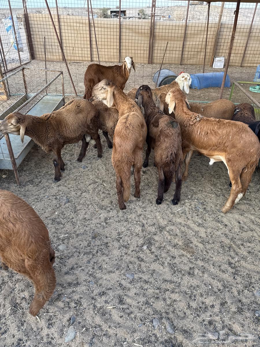 طليان سواكني مرابي64379941840515110