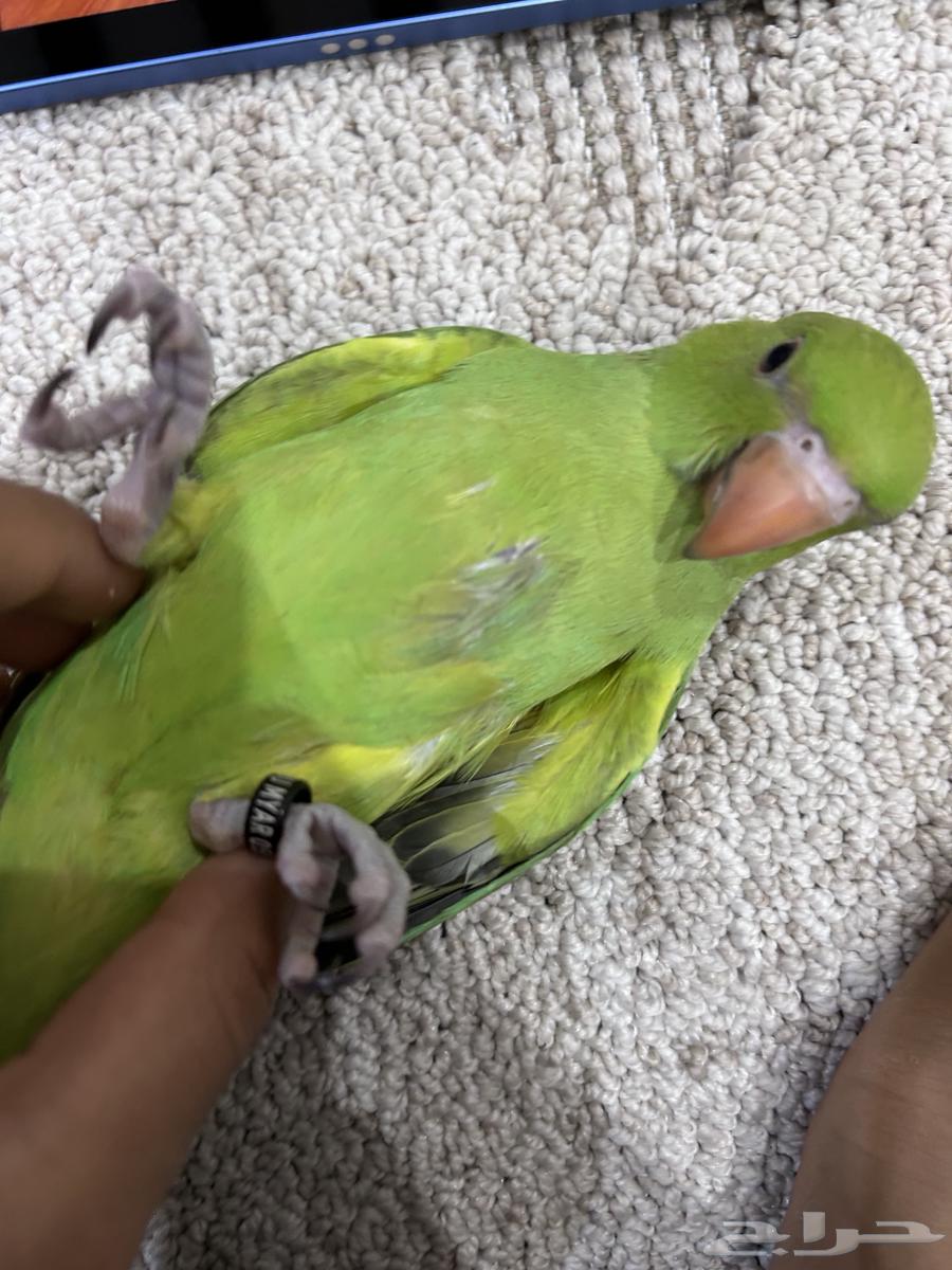 دره هندي64383011326209110