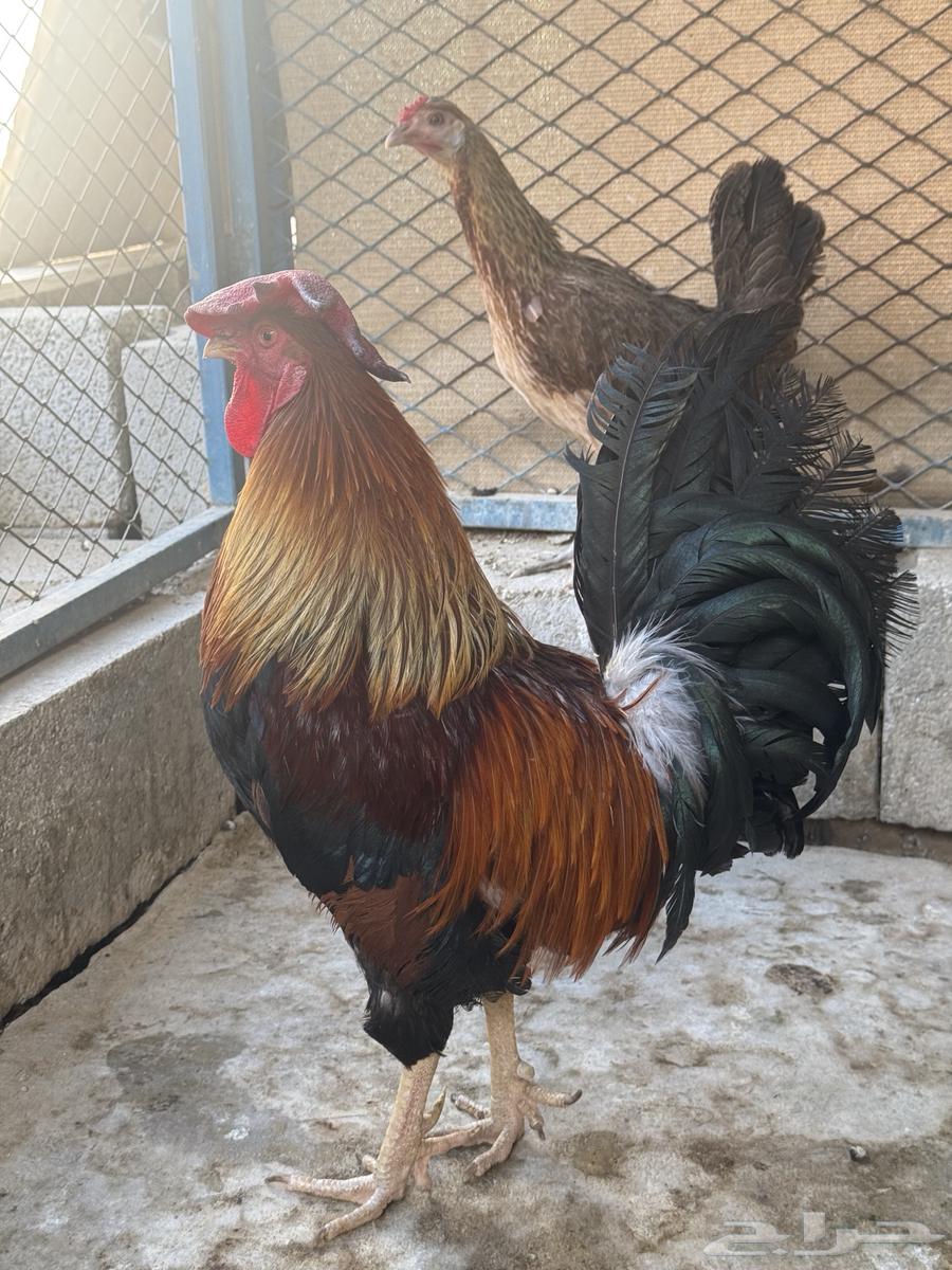 Big rooster free details in my previous ad64387579051395111