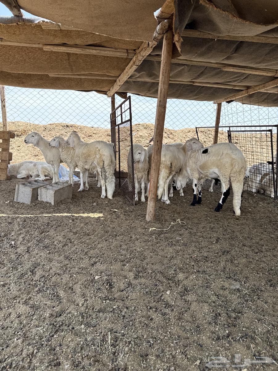 ذبايح حري وسواكني للبيع64381878519171110