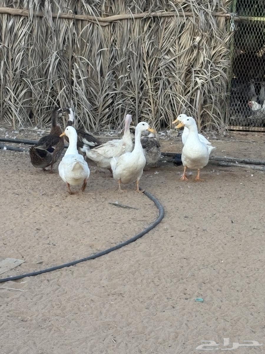 يوجد لدينا بطه64387369393409110