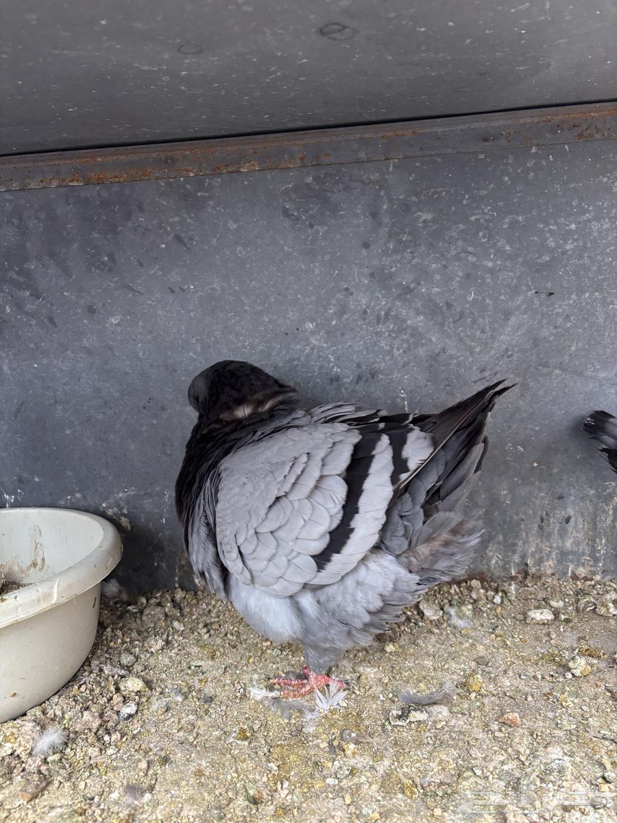 زوجين كنق TOB64377579712643110